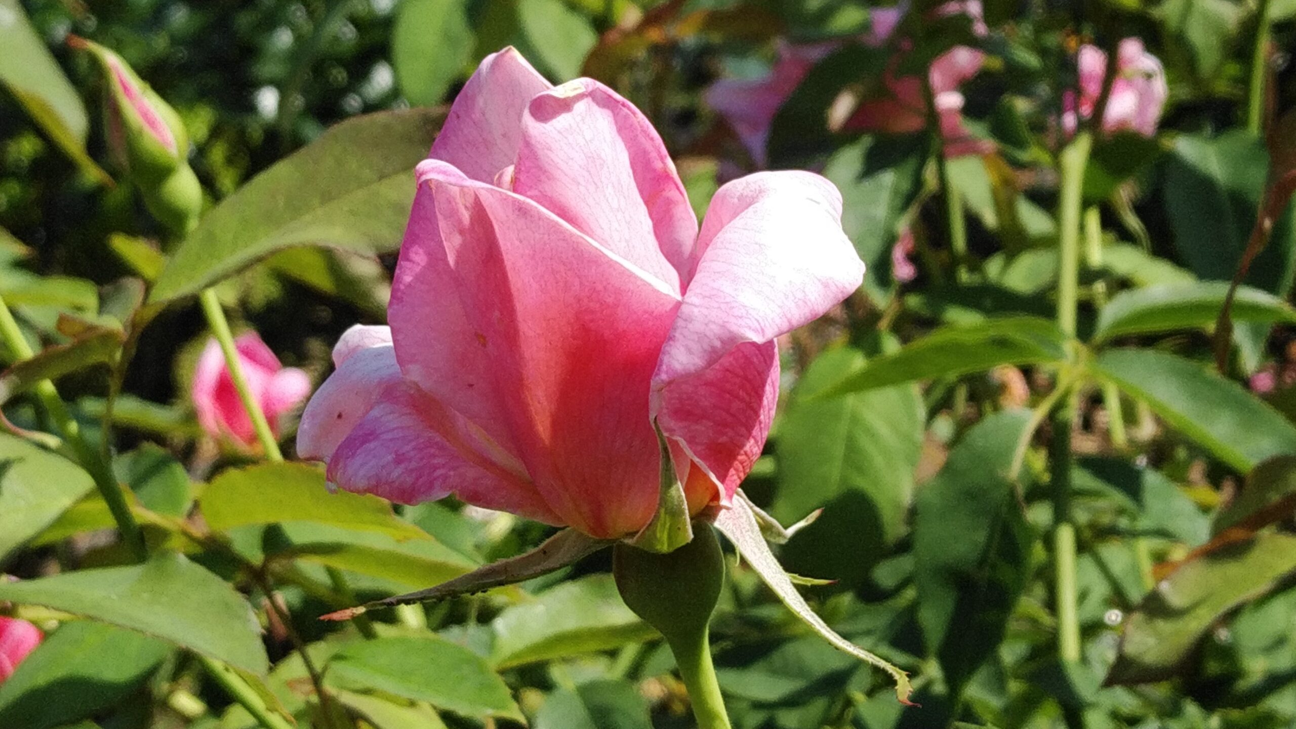 キングスウェル庭園バラ