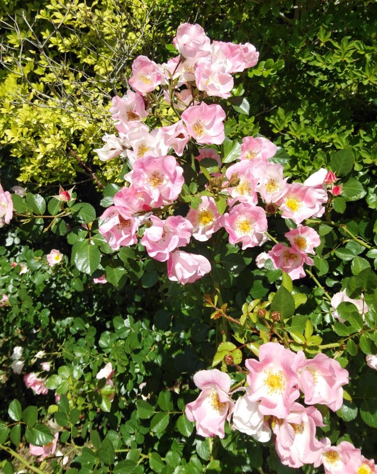 キングスウェル庭園バラ