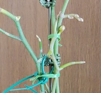 胡蝶蘭の7新芽